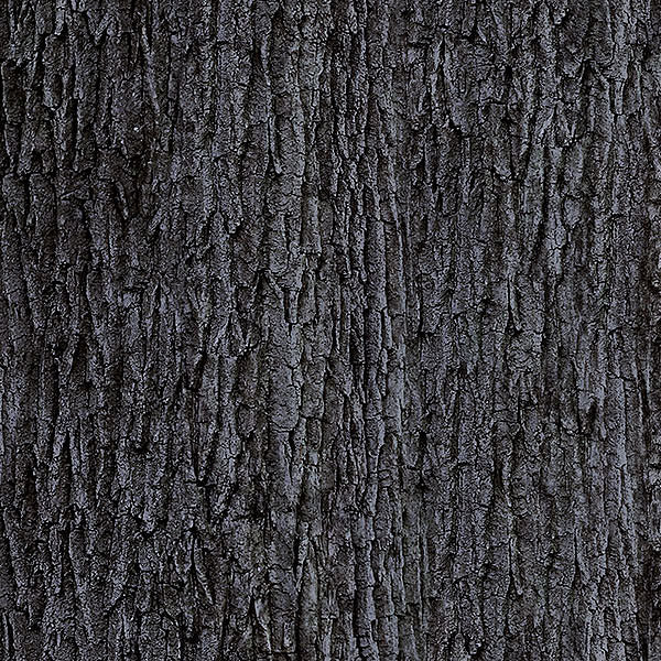 First Light Bark Charcoal