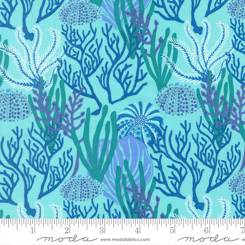 Reef Coral Reef Algae