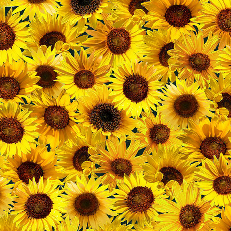 Sunflower Sunset Packed Sunflowers Sunflower