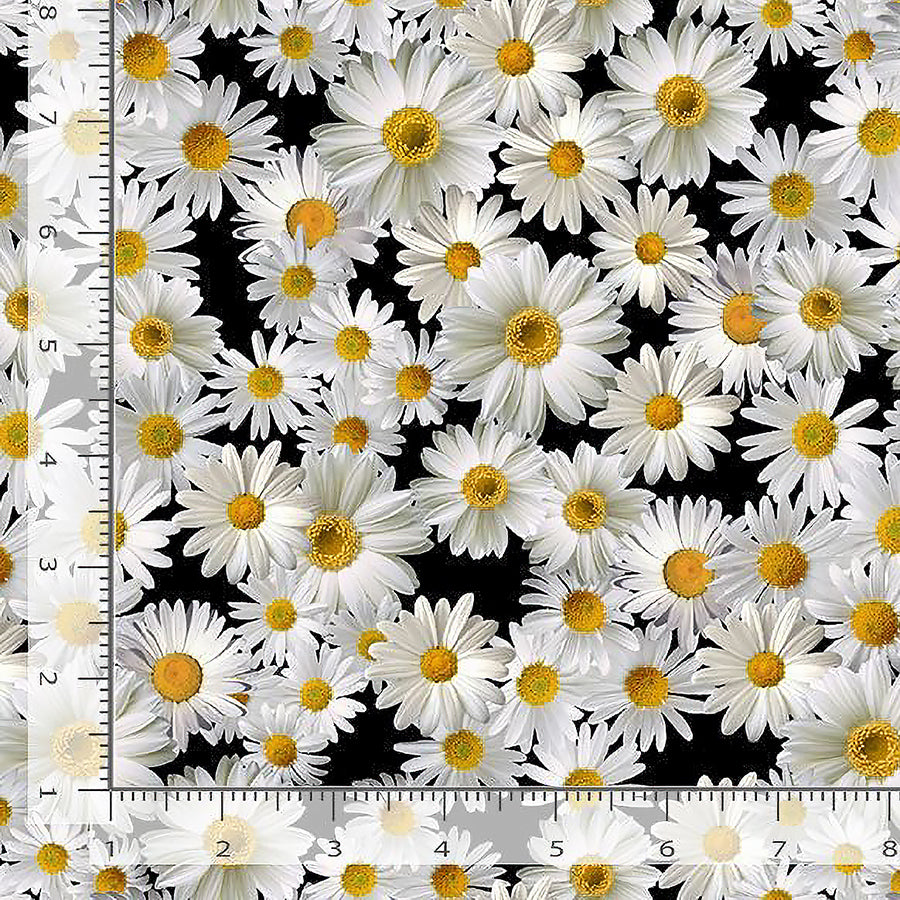 Advice from a Sunflower Blooming Packed Daisys Black