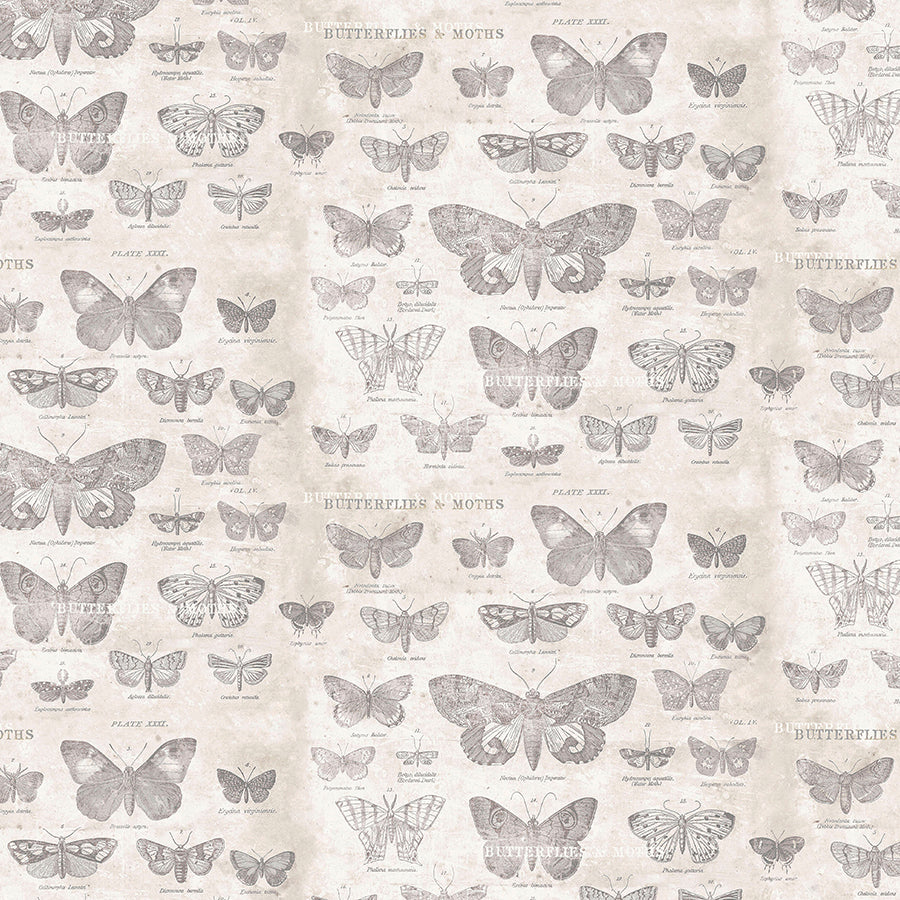 Monochrome Butterflies Parchment